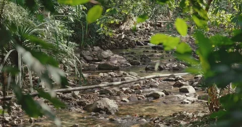 Rocky stream flowing through lush tropical forest jungle Stock-Footage 331524948