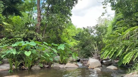 Rocky stream flowing through rainforest in Cambodia Stock Footage 336781853