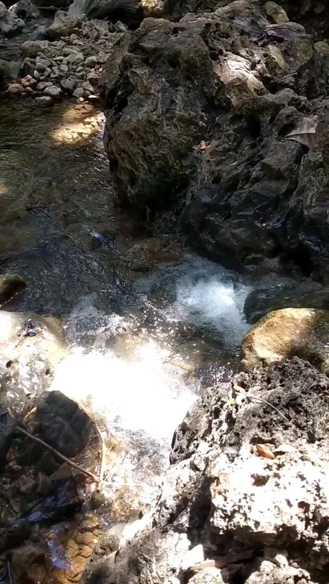 Rocky Stream Flowing Under Tree Canopy 動画素材 331107208
