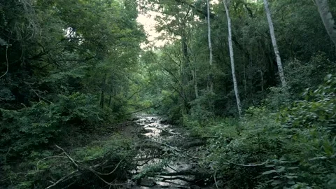 A rocky stream in the middle of a forest with fallen trees. Stock Footage 332260750