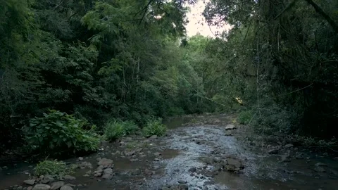 A rocky stream in the middle of a forest. Video stock 332260682