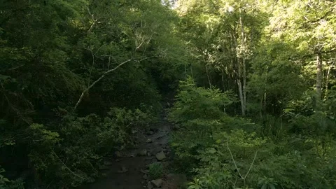 A rocky stream in the middle of a forest. Stock Footage 332260708