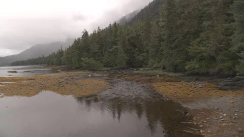 Rocky stream with Pine Trees behind Drone slow motion Stock Footage 255144414