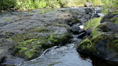 Rocky Stream, Running Through Forest. Video stock 55444849