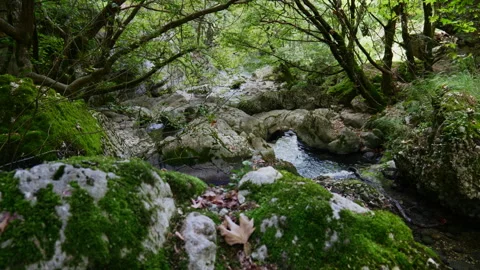 Rocky Stream Surrounded by Moss-Covered Boulders and Leafy Trees Vídeos de archivo 334123816