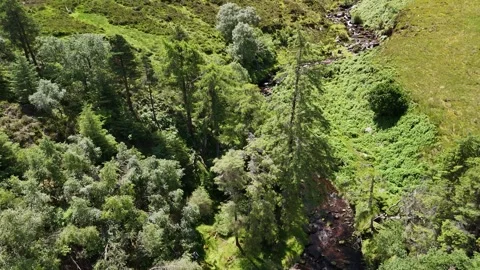 Rocky Stream Through Forest near Lough Muskry Stock Footage 333927763
