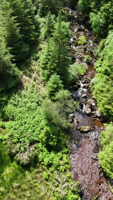 Rocky Stream Through Forest near Lough Muskry Stock Footage 333927795