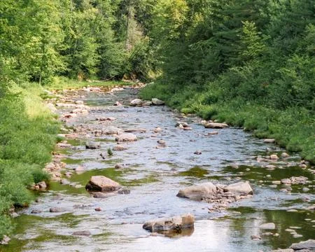 Rocky stream through tree lined path Stock Photos