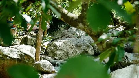 A rocky stream with a tree in the background Stock Photos