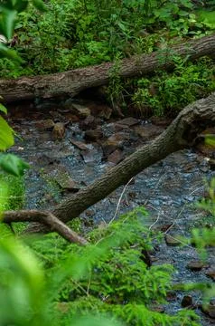 A rocky stream with two fallen logs and lush green foliage Stock Photos