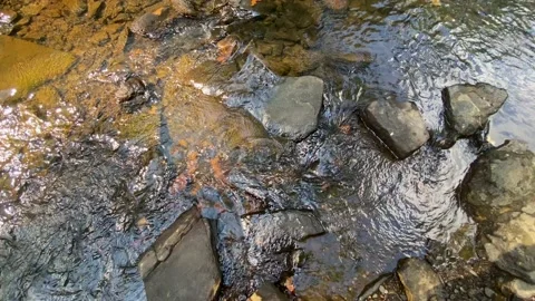 A Rocky Stream Of Water Flows From Hidden Waterfall Stock Footage 138457599