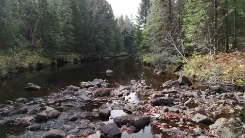 Rocky Stream Winding through Conifer Forest near Parc National de la Mauricie 库存影片 321439955