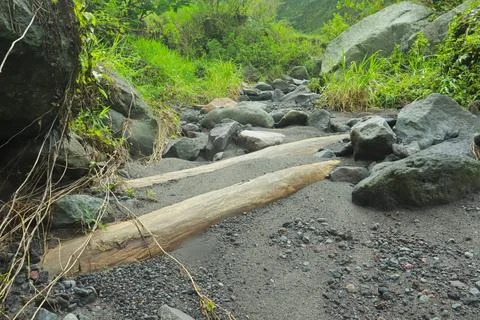 Rocky Streambed with Lush Greenery Stock Photos