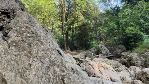 Rocky Streambed Panning Right, Lush Green Tropical Forest, Medium Shot Stock Footage 325304017