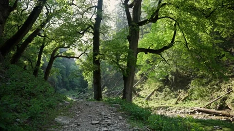 Rocky streambed trail lined with tree trunks and boulders winds Stock Footage 343155813
