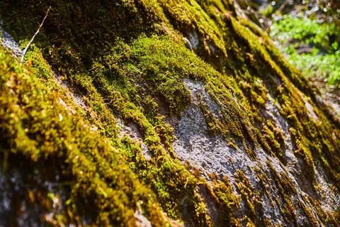 Rocky surface coated in moss Stock Photos