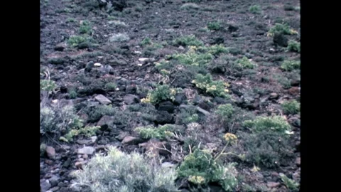 Rocky Terrain with Vegetation Stock Footage 278217350