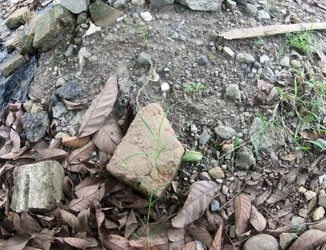 Rocky texture Stock Photos