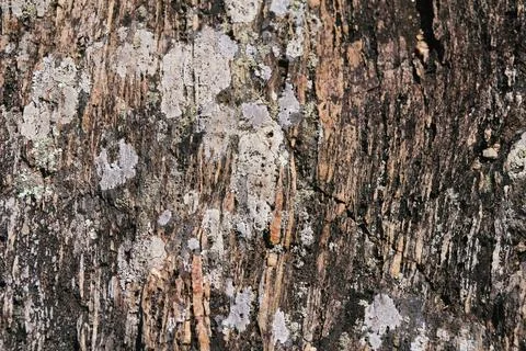 Rocky texture Stock Photos