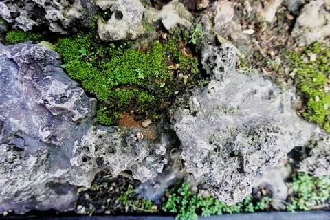 The rocky texture Foto stock