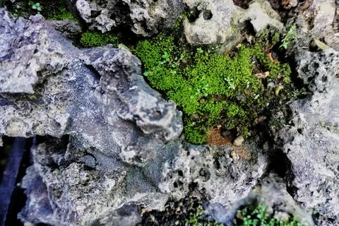 The rocky texture Stock Photos