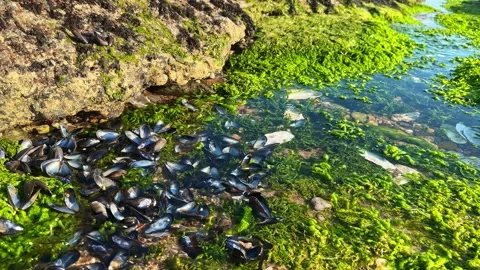Rocky Tidal Pool With Seaweed and Mussels Along Coastline Stock Footage 341542853