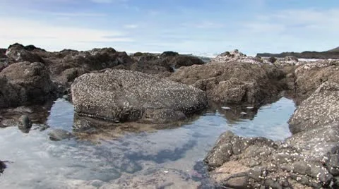 Rocky Tide pools Video stock 9515995