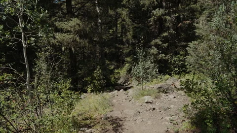 Rocky trail into deep forest shadows, Bright summer day with strong contrast as Stock Footage 348021922