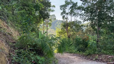 Rocky uphill path through forest leading to cafe at Din Daeng Doi Krabi Thailand Stock Footage 332467011