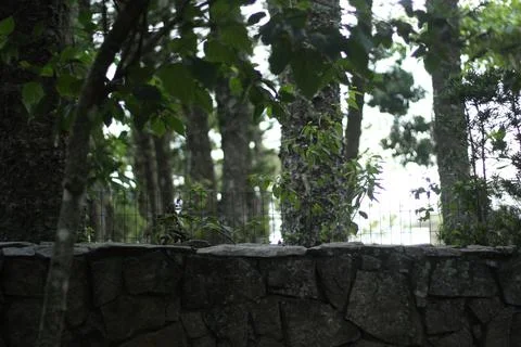 Rocky Wall With Trees Behind Stock Photos