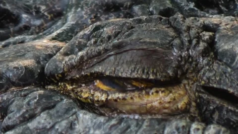 Rocodile eye slowly closing Stock Footage 293955876