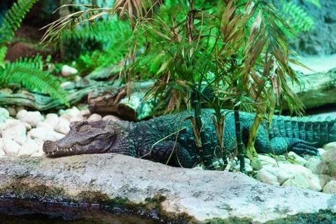 Rocodile in a terrarium Stock Photos