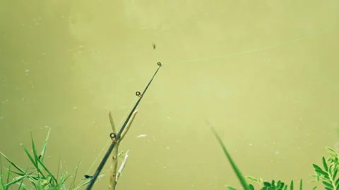 Rod is bent by the bite of the fish. Feeder fishing. Bite alarm Stock Footage 245095132