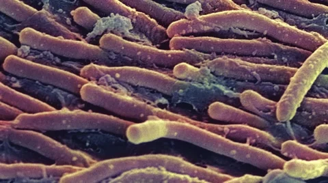 Rod cells Video stock 5005850
