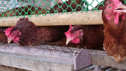 Rode Island Chicken Video stock 323343183