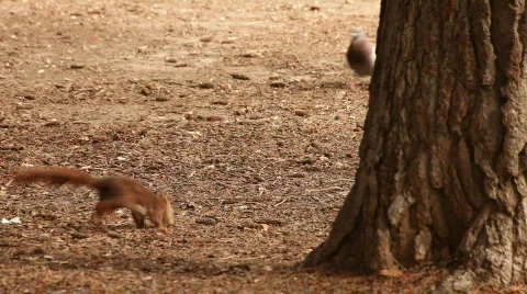Rodeada Vidéo 730658