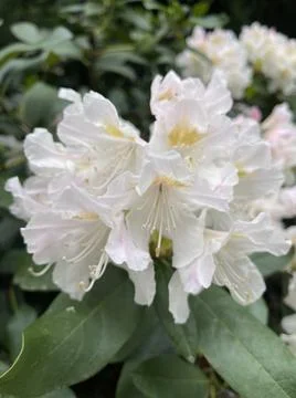 Rodedondron Foto stock