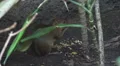 Rodent animal eat nut hidden wild habitat wilderness tropical plant day hungry HD Footage
