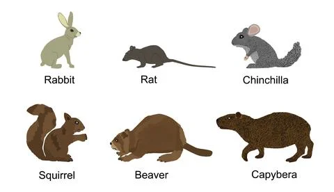 Rodent animals set vector illustration isolated イラスト素材