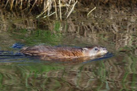 Rodent on a bog Fotos de archivo