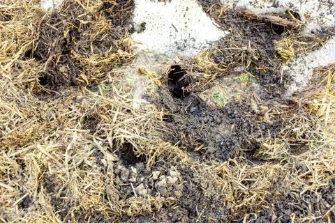 Rodent burrows lined with old grass in a partially melted snowdrift, winteriz Stock Photos