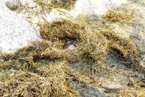 Rodent burrows lined with old grass in a partially melted snowdrift, winteriz Foto stock