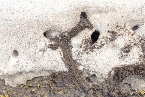 Rodent burrows in the snow in spring Stock Photos