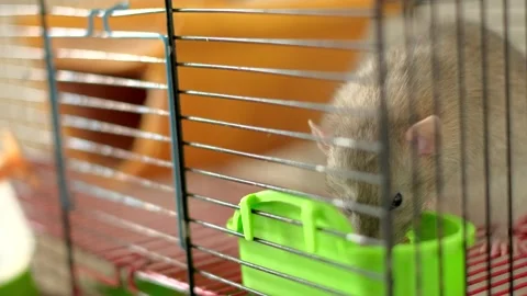 A rodent in a cage eating corn Stock Footage 194227637