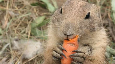 Rodent chews carrot Stock Footage 11491025