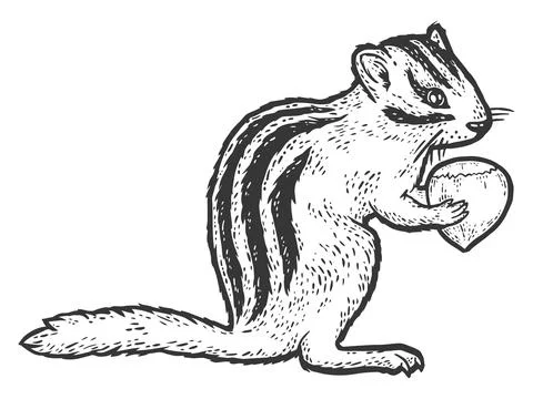 Rodent, chipmunk with hazelnut. Sketch scratch board imitation coloring. Stock Illustration