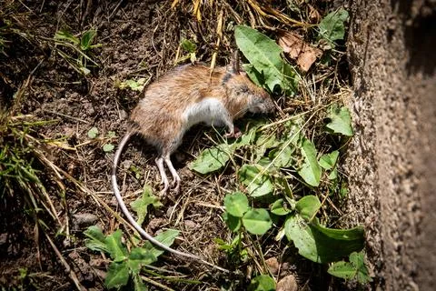 Rodent control, dead mouse with long tail on the ground Stock Photos
