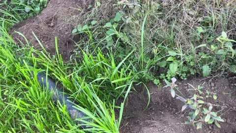 Rodent damage and underground burrows in a green crop field 스톡 동영상 326122722