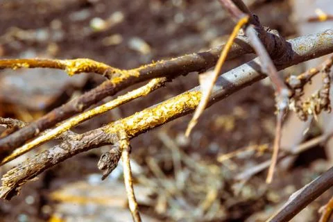 Rodent damage to fruit trees during winter, selective focus Stock Photos