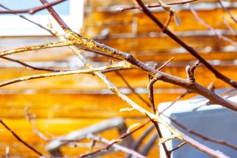 Rodent damage to fruit trees during winter, selective focus Stock Photos